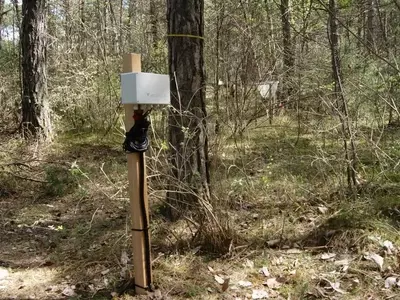 EcoSentinel: Plantas como Sensores Vivos para la Protección Forestal
