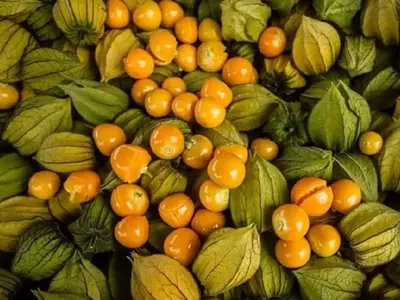 Uchuva: Un Superalimento Gourmet y su Salsa Agridulce para Carnes