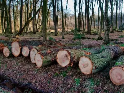 La intrincada relación entre la silvicultura y el clima: una visión más allá de los mitos