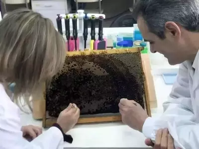 Innovación apícola: desarrollo de abejas con resistencia natural a parásitos en Galicia