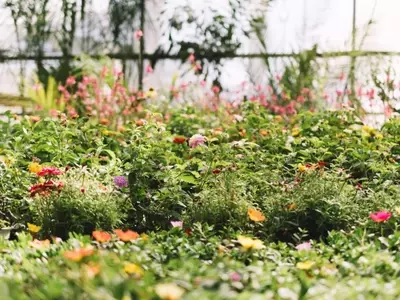 Embellezca Su Jardín Rápidamente: Plantas de Crecimiento Acelerado y Flores Espectaculares