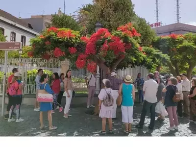 Descubriendo la Naturaleza Urbana de Santa Cruz de Tenerife: Rutas Guiadas por Árboles Emblemáticos
