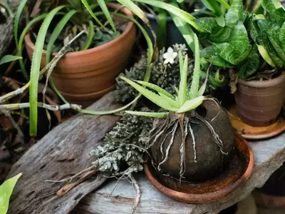 Tu Jardín Refleja Tu Energía Personal: Lo Que Tus Plantas Revelan