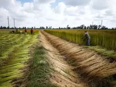 Adaptación Agrícola al Cambio Climático en Zonas Áridas: Un Nuevo Enfoque Productivo