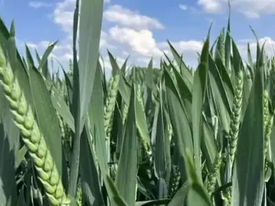 Estrategias Innovadoras para la Protección del Cultivo de Trigo: Optimizando la Sanidad y Reduciendo Costos