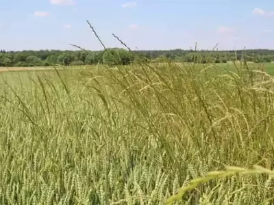 Innovadoras Tácticas para el Control de Malezas Resistentes en Cultivos de Cereales