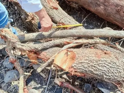 Autoridades clausuran terreno en Morelos tras tala ilegal de 52 árboles nativos para cultivo de agave