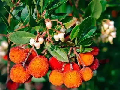 El Madroño: Un Tesoro Botánico de la Cultura Mediterránea