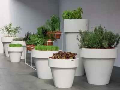 Plantas Comestibles Decorativas: Uniendo Estética y Sabor en Tu Hogar