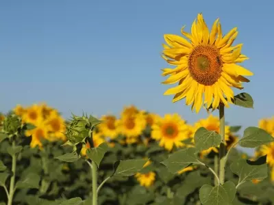 Ucrania proyecta un aumento significativo en la cosecha de girasol para 2026, impactando el mercado europeo