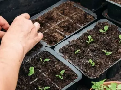 Revolucionando la Jardinería: Un Vistazo al Cultivo en 2030