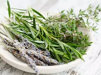 Conexión Diaria con la Naturaleza: Rituales de Bienestar en tu Jardín