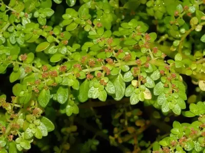 Guía Completa para el Cultivo y Cuidado de la Pilea microphylla: La Planta de la Amistad