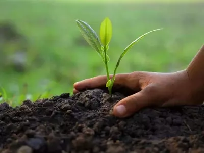El Suelo Vivo: Pilar Olvidado de la Existencia y la Seguridad Alimentaria Global