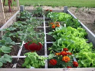 Microhuertos Urbanos: Cultivando Alimentos en Espacios Reducidos