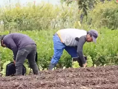 Inversiones Millonarias Impulsan la Transformación Agrícola en Cartago, Costa Rica