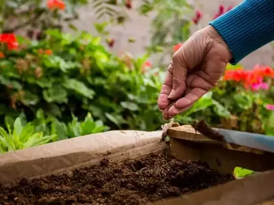 Cosecha en Casa: Aprovechando los Kits de Semillas de Otoño-Invierno
