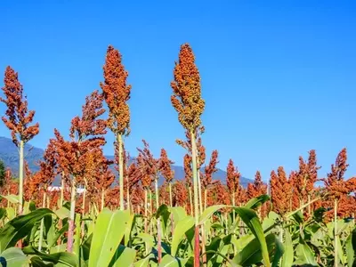 Diversidad Olvidada: El Potencial de Cultivos Tradicionales en el Huerto Casero