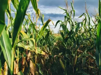 Agricultura Sostenible: Un Legado de 50 Años de Siembra Directa y sus Impactos Globales