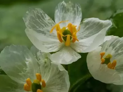 La Diphylleia grayi: Una Flor Transparente y su Cuidado Integral