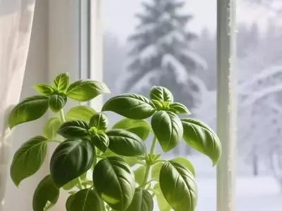 Cultivo de Albahaca: Evita estas Asociaciones para un Crecimiento Óptimo