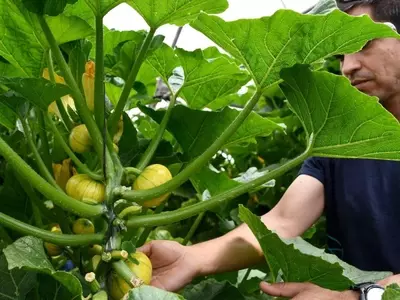 Reducción de Volumen, Incremento de Valor: La Nueva Estrategia Exportadora Española de Productos Hortofrutícolas