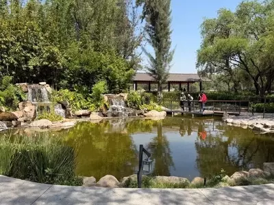 El Parque Japonés Tangamanga I: un oasis de paz y un desafío de conservación en San Luis Potosí
