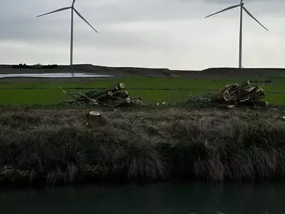 La Controversia de la Tala de Árboles en el Canal de Castilla: Un Choque entre Desarrollo y Conservación