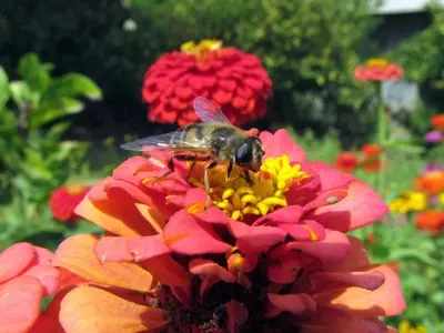 Insectos Amigos del Jardín: Cómo Atraer y Conservar la Biodiversidad Beneficiosa