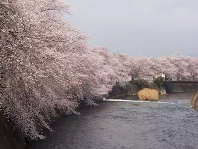 The Ephemeral Splendor of Cherry Blossoms: A Global Photographic Journey