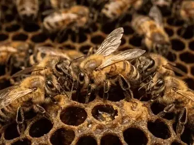 La Danza de las Abejas: Un Estudio Revela la Influencia de la Audiencia en la Precisión Comunicativa