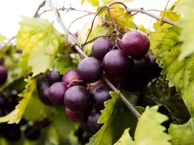 Avance Revolucionario: Marcadores Genéticos Impulsan el Desarrollo de Uvas sin Semillas