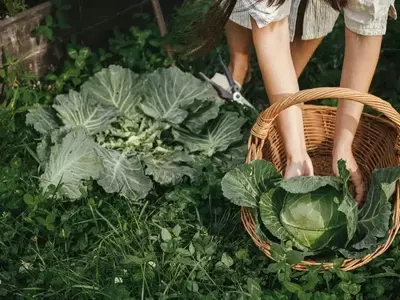 El Poder de las Plantas de Cobertura en Tu Jardín: Una Guía Completa
