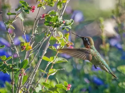 Plantas Autóctonas: Clave para Ecosistemas Resilientes y Jardines Sostenibles