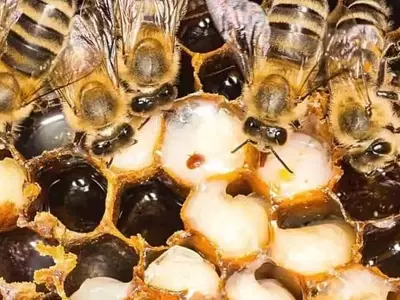 Estrategias Clave para el Control Sostenible de la Varroa en Colmenas