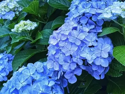 La Influencia del pH del Suelo en el Cromatismo de las Hortensias