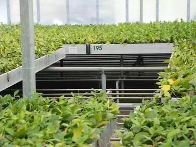 Guía Completa para el Cultivo en Invernadero a Principios de Abril: Maximizando la Cosecha y Protegiendo tus Plantas