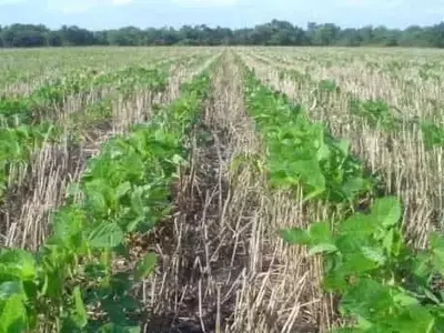 El frágil equilibrio del doble cultivo trigo-soja frente al aumento de costos de fertilizantes