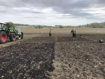 Biochar y el Cultivo de Papa: Efectos a Largo Plazo en la Salud del Suelo Noruego