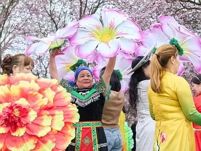 Celebración de la Primavera: El Festival de los Cerezos en Flor de Berlín