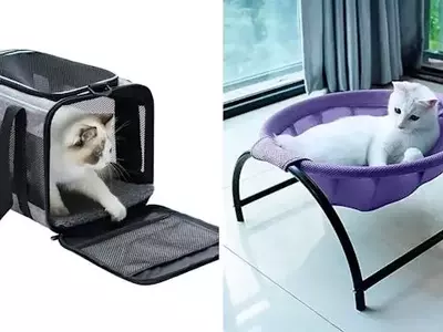 75 Clever Products That Are Game-Changers for Cat Owners
