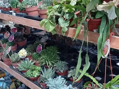 Creando Jardines Adaptables: Estrategias para un Entorno Verde Resistente al Clima