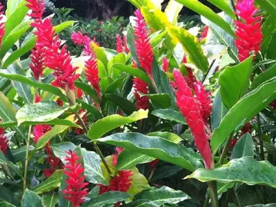 La Maravilla Oculta: Raíces de Jengibre "Colmena" y su Impacto Ecológico y Productivo
