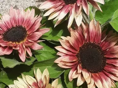 Guía Completa para el Cultivo Exitoso del Girasol Ruby Eclipse: El Sol Rojizo del Jardín