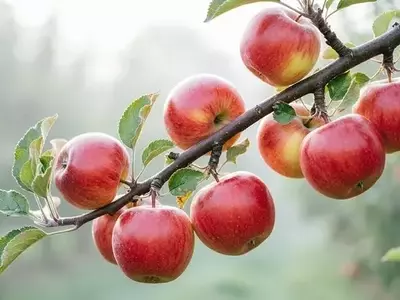 Revolucionaria Manzana China Promete Mayor Color, Menores Costos y Resistencia Superior
