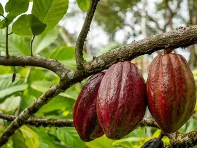 Hongos de Cactus Podrían Fortalecer al Cacao Contra la Sequía