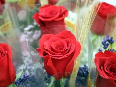 Sant Jordi: Siete millones de rosas teñirán de pasión Cataluña