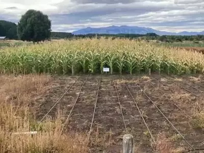 Maíz de ciclo corto: una revolución agrícola en la Patagonia
