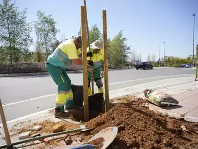 Mairena del Aljarafe Revitaliza sus Zonas Verdes Tras Temporales con 72 Nuevos Árboles