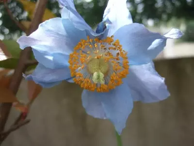 Microclima y el cultivo de amapolas azules del Himalaya: un desafío botánico